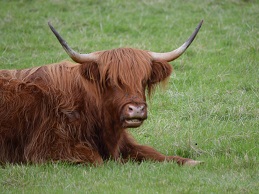 Highland cow Highland cow