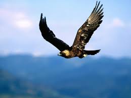 Golden eagle Golden eagle