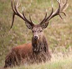 Deer Deer