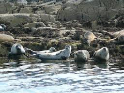 Seals Seals